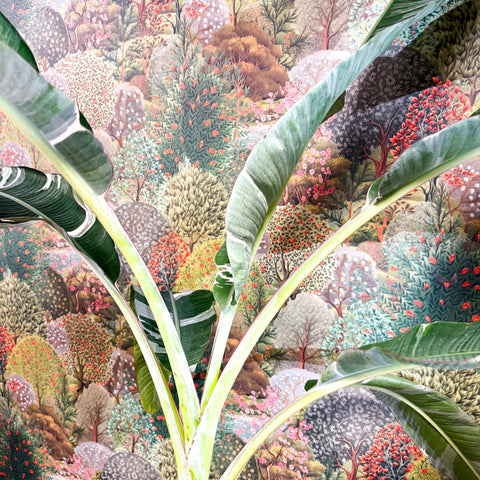 Musa 'Florida Variegata' - Variegated Banana Plant - Sprouts of Bristol