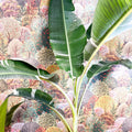 Musa 'Florida Variegata' - Variegated Banana Plant - Sprouts of Bristol