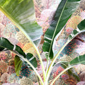 Musa 'Florida Variegata' - Variegated Banana Plant - Sprouts of Bristol