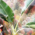 Musa 'Florida Variegata' - Variegated Banana Plant - Sprouts of Bristol