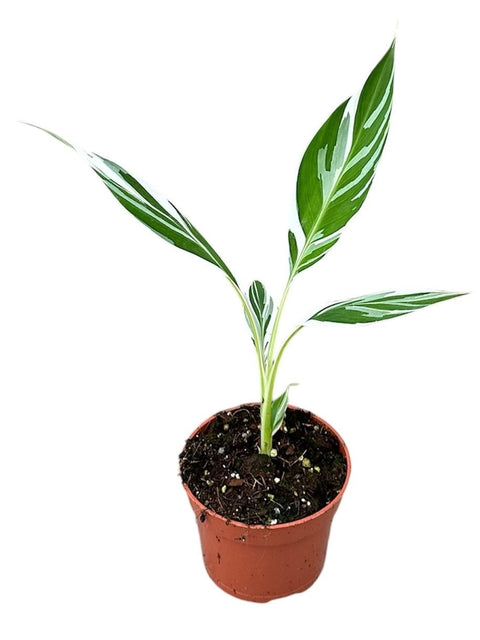 Musa 'Florida Variegata' - Variegated Banana Plant - Sprouts of Bristol