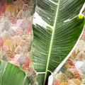 Musa 'Florida Variegata' - Variegated Banana Plant - Sprouts of Bristol