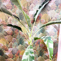Musa 'Florida Variegata' - Variegated Banana Plant - Sprouts of Bristol