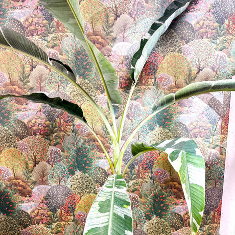 Musa 'Florida Variegata' - Variegated Banana Plant - Sprouts of Bristol