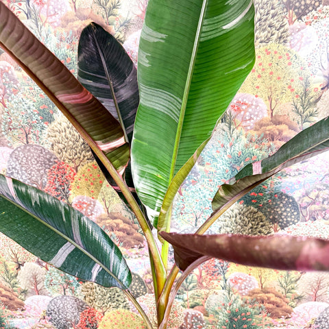 Musa 'NoNo' - Pink Variegated Banana Plant - Sprouts of Bristol