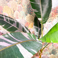 Musa 'NoNo' - Pink Variegated Banana Plant - Sprouts of Bristol