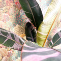 Musa 'NoNo' - Pink Variegated Banana Plant - Sprouts of Bristol