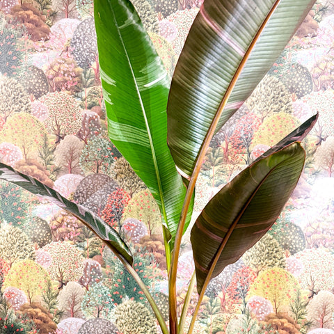 Musa 'NoNo' - Pink Variegated Banana Plant - Sprouts of Bristol
