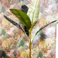 Musa 'NoNo' - Pink Variegated Banana Plant - Sprouts of Bristol