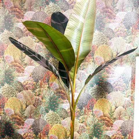 Musa 'NoNo' - Pink Variegated Banana Plant - Sprouts of Bristol