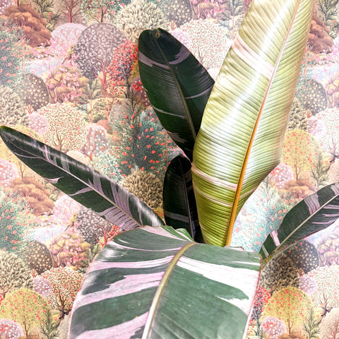 Musa 'NoNo' - Pink Variegated Banana Plant - Sprouts of Bristol