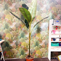 Musa 'NoNo' - Pink Variegated Banana Plant - Sprouts of Bristol