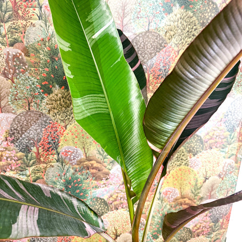 Musa 'NoNo' - Pink Variegated Banana Plant - Sprouts of Bristol