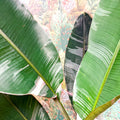Musa 'NoNo' - Pink Variegated Banana Plant - Sprouts of Bristol