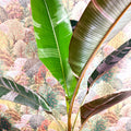 Musa 'NoNo' - Pink Variegated Banana Plant - Sprouts of Bristol