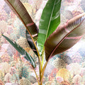 Musa 'NoNo' - Pink Variegated Banana Plant - Sprouts of Bristol