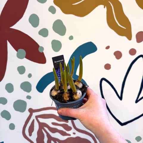 Muscari 'Big Smile' - Potted Grape Hyacinth Bulbs - Sprouts of Bristol