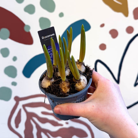 Muscari 'Big Smile' - Potted Grape Hyacinth Bulbs - Sprouts of Bristol