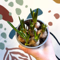 Muscari 'White Magic' - Potted White Grape Hyacinth Bulbs - Sprouts of Bristol