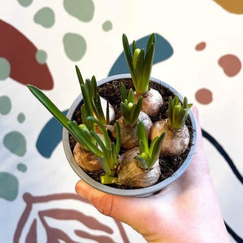 Muscari 'White Magic' - Potted White Grape Hyacinth Bulbs - Sprouts of Bristol
