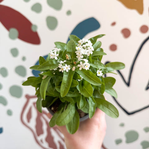 Myosotis sylvatica 'Mon Amie White' - White Forget - me - not - Sprouts of Bristol