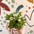 Myosotis sylvatica 'Mon Amie White' - White Forget - me - not - Sprouts of Bristol