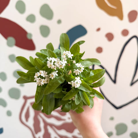 Myosotis sylvatica 'Mon Amie White' - White Forget - me - not - Sprouts of Bristol