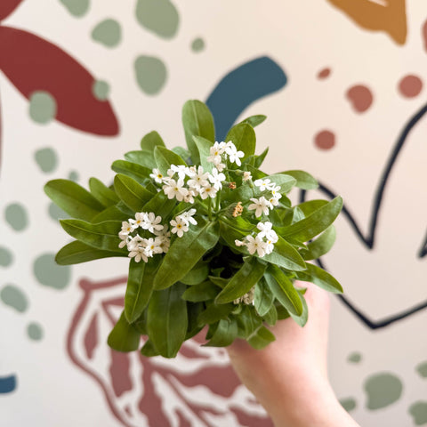 Myosotis sylvatica 'Mon Amie White' - White Forget - me - not - Sprouts of Bristol