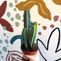 Myrtillocactus geometrizans – Blue Myrtle Cactus - Sprouts of Bristol