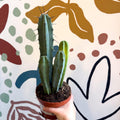 Myrtillocactus geometrizans – Blue Myrtle Cactus - Sprouts of Bristol