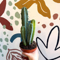 Myrtillocactus geometrizans – Blue Myrtle Cactus - Sprouts of Bristol