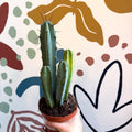 Myrtillocactus geometrizans – Blue Myrtle Cactus - Sprouts of Bristol