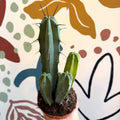 Myrtillocactus geometrizans – Blue Myrtle Cactus - Sprouts of Bristol