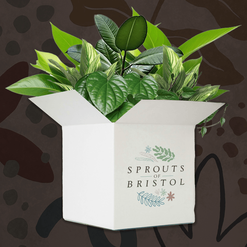 Mystery Plant Bundle | Subscription Available | Plant Lucky Dip Gift Set - Sprouts of Bristol