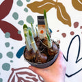 Narcissus ‘Cragford’ - Potted Daffodils - Sprouts of Bristol