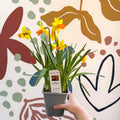 Narcissus ‘Jetfire’ - Potted Daffodils - Sprouts of Bristol