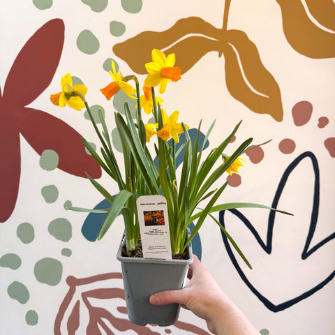 Narcissus ‘Jetfire’ - Potted Daffodils - Sprouts of Bristol