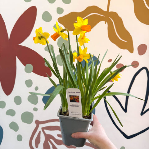 Narcissus ‘Jetfire’ - Potted Daffodils - Sprouts of Bristol