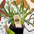 Narcissus ‘Rip Van Winkle’ - Potted Daffodils - Sprouts of Bristol