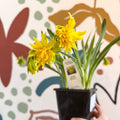 Narcissus ‘Rip Van Winkle’ - Potted Daffodils - Sprouts of Bristol