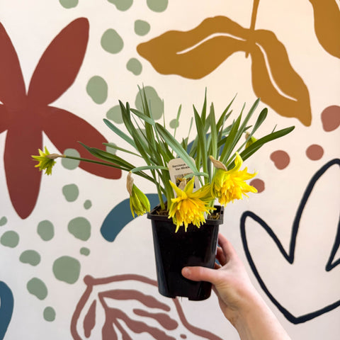 Narcissus ‘Rip Van Winkle’ - Potted Daffodils - Sprouts of Bristol