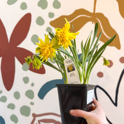 Narcissus ‘Rip Van Winkle’ - Potted Daffodils - Sprouts of Bristol