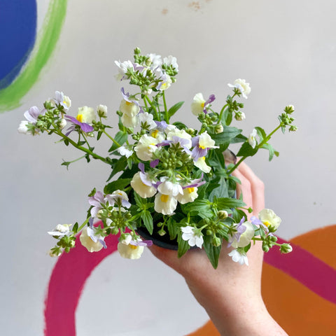 Nemesia 'Lady Kate' - British Grown - Sprouts of Bristol