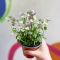 Nemesia 'Lady Kate' - British Grown - Sprouts of Bristol