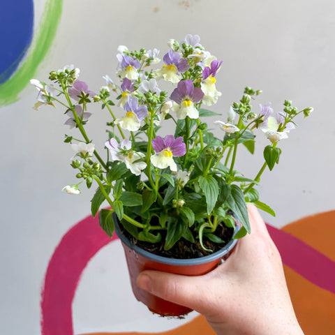 Nemesia 'Lady Kate' - British Grown - Sprouts of Bristol