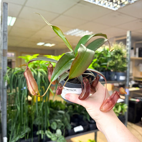 Nepenthes sanguinea hybrid – Tropical Pitcher Plant - Sprouts of Bristol
