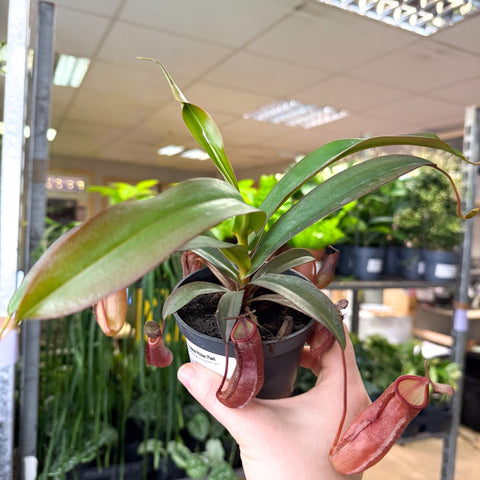 Nepenthes sanguinea hybrid – Tropical Pitcher Plant - Sprouts of Bristol