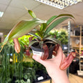 Nepenthes sanguinea hybrid – Tropical Pitcher Plant - Sprouts of Bristol
