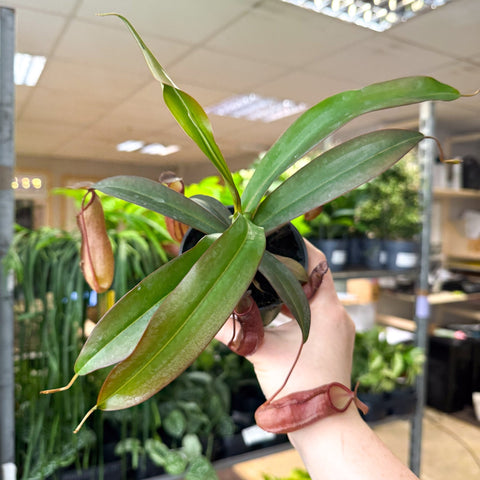 Nepenthes sanguinea hybrid – Tropical Pitcher Plant - Sprouts of Bristol