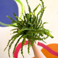 Nephrolepis cordifolia 'Duffii' - Lemon Button Fern - Sprouts of Bristol